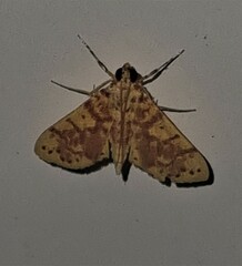 Conogethes haemactalis