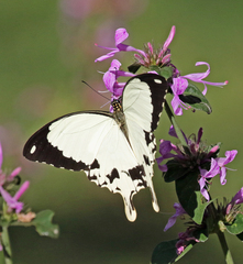 Papilio dardanus