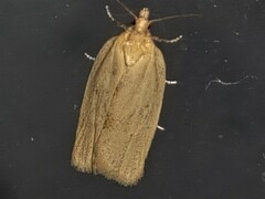 Clepsis divulsana