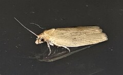 Clepsis divulsana