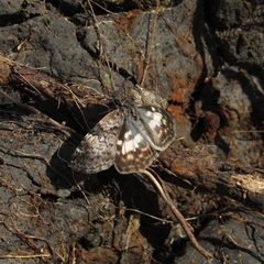 Chiomara asychis