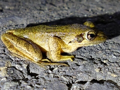 Rana longicrus