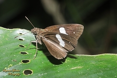 Notocrypta paralysos