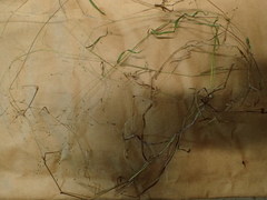 Kellochloa verrucosa