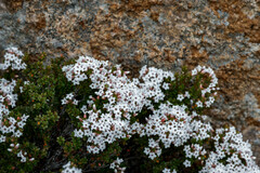 Epacris serpyllifolia