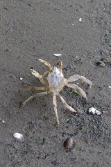 Cyrtograpsus angulatus