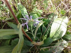 Aster biennis