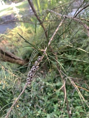 Melaleuca linearis acerosa