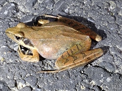 Rana longicrus