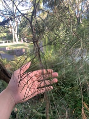 Melaleuca linearis acerosa