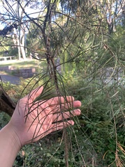 Melaleuca linearis acerosa