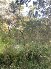Melaleuca linearis acerosa