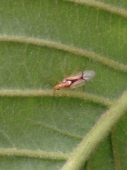 Hyaliodes