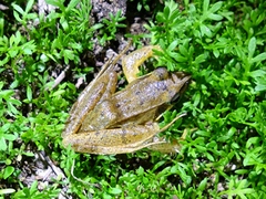 Rana longicrus
