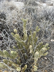 Mortonia utahensis