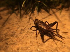 Teleogryllus