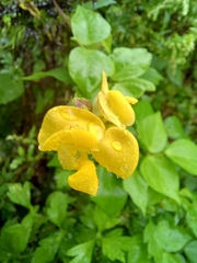 Vigna angularis nipponensis