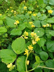 Vigna angularis nipponensis