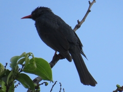 Hypsipetes ganeesa