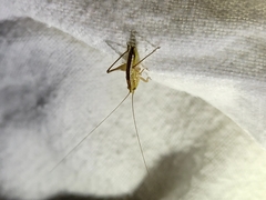 Conocephalus bilineatus