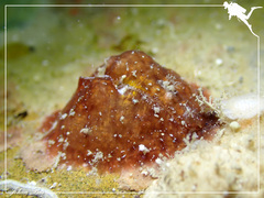 Dolabrifera dolabrifera