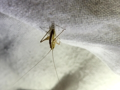 Conocephalus bilineatus