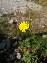 Lapsana communis