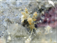 Eubranchus