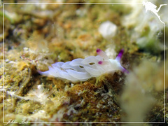 Pteraeolidia semperi