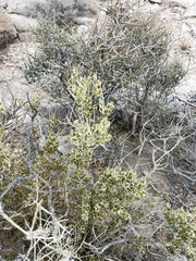 Mortonia utahensis