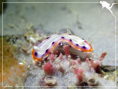 Goniobranchus setoensis