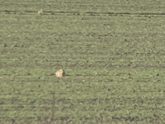 Lepus europaeus