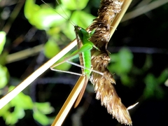 Conocephalus bilineatus