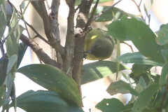 Hemignathus wilsoni