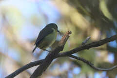 Hemignathus wilsoni