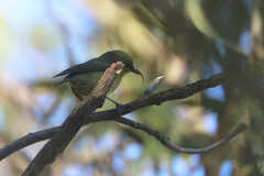 Hemignathus wilsoni