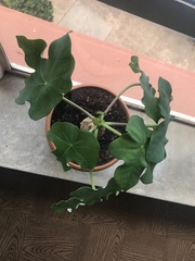 Jatropha podagrica