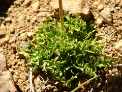 Hypochaeris tenuifolia