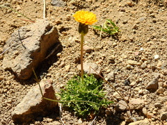 Hypochaeris tenuifolia