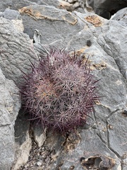 Echinomastus johnsonii