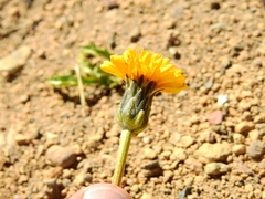 Hypochaeris tenuifolia