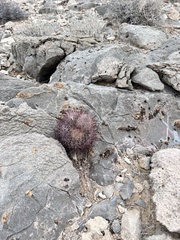 Echinomastus johnsonii