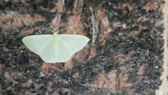 Pelagodes antiquadraria