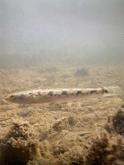 Pseudaphritis urvillii