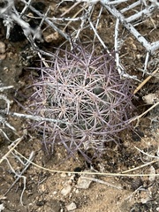 Echinomastus johnsonii