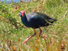 Porphyrio madagascariensis