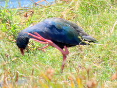 Porphyrio madagascariensis