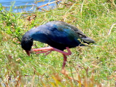 Porphyrio madagascariensis