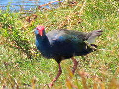 Porphyrio madagascariensis