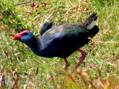 Porphyrio madagascariensis
